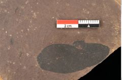 Foto (Detailsansicht) von Quercus palaeoilex Ettingshausen (NHMW-GEO-2024-0188-0891)